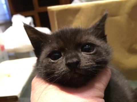 キュートなチビ黒猫