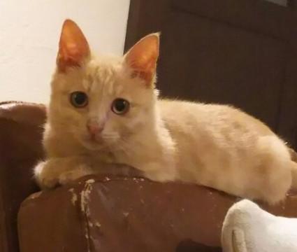 甘えん坊の男の子