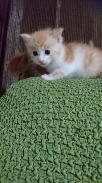 五兄弟①茶白(薄)