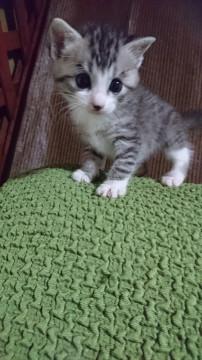 五兄弟②サバシロ