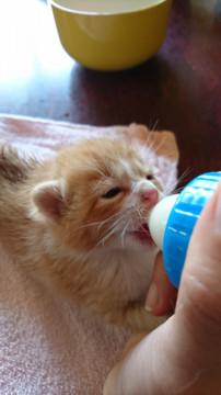 五兄弟④茶白(濃)