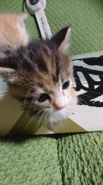 五兄弟⑤こげ茶、茶白三毛？