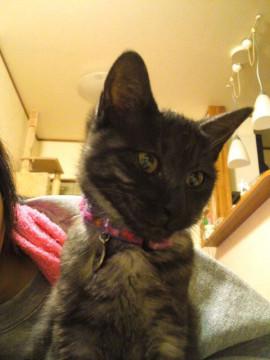 代理投稿です。懐こい子猫を保護中