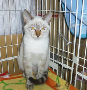 ほんとのお家はどこですか？