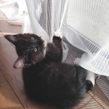 白い靴下はいてるみたな可愛い足
