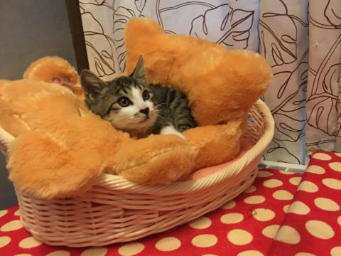 穏やか慣れ慣れ可愛い子猫ちゃん