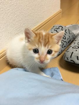 やんちゃな茶しろくん