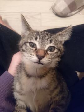 生後二ヶ月 キジトラちゃん