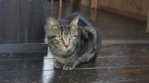 生後6か月　体がアメショっぽい柄のキジ猫