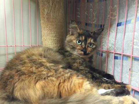 センター収容のゴロスリの女の子