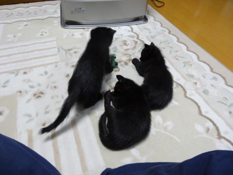 里親お願いします