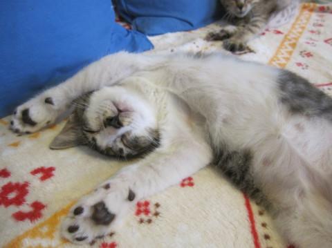 動画あり　お膝大好き！