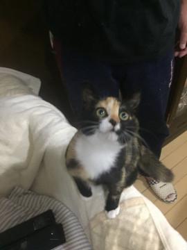 懐っこいモデル級可愛い三毛仔猫