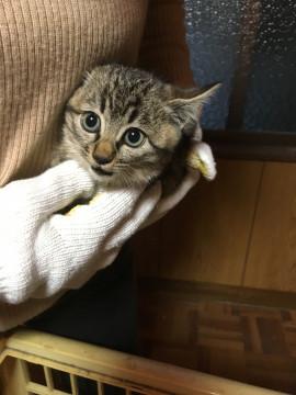 かわいい子猫ちゃん