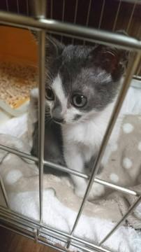 元気なぼくちゃん