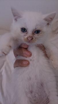 白ふわ子猫１ヶ月