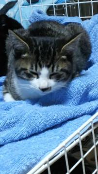 元気いっぱい♪僕のママになってください☆