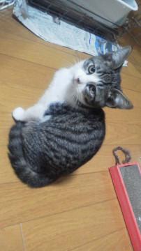 大きなお耳のダヤン風☆ココアくん