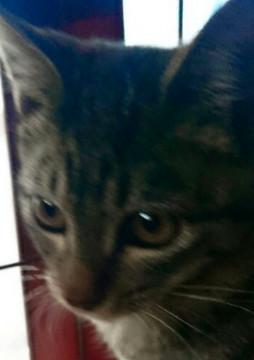 くるくる動き話しかけてきます=^ェ^=