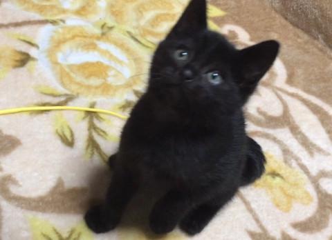 黒ちゃんです♪