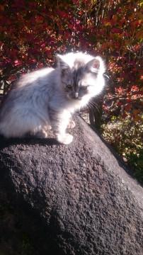 かわいい子猫