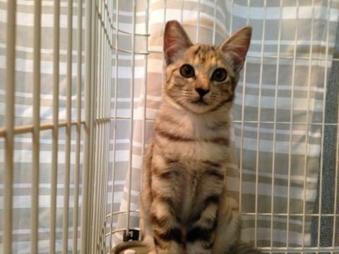 しっかり者のお姉さん