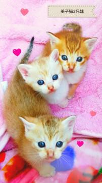 まるでカレンダーのような美子猫3兄妹♪