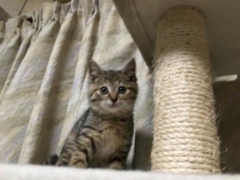 麦わらのナミです。