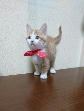 もふもふの可愛いこちゃん☆