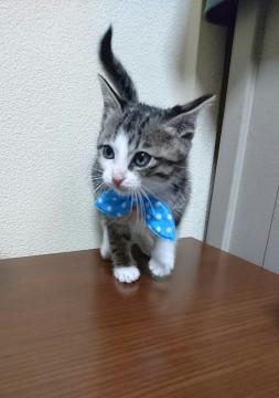もふもふの可愛いこちゃん☆