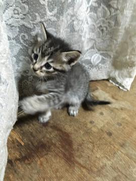 可愛いトラ猫ちゃん