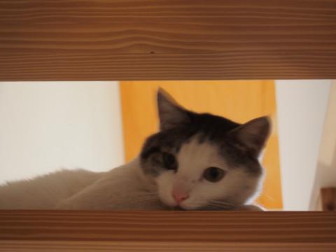 人が好きな甘えん坊です