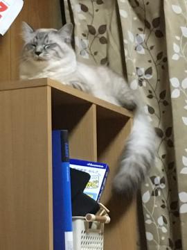 可愛いシャム系の子