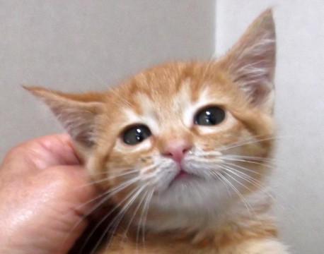 茶とらのチャコちゃん
