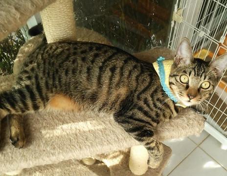 被災地熊本から来た人懐っこいポンくん