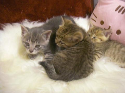 生後一ヶ月の可愛い子猫です