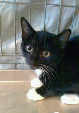 靴下猫 個性的な模様のショセットくん