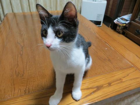可愛い子猫差し上げます^_^
