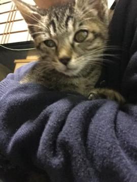 かわいい仔猫