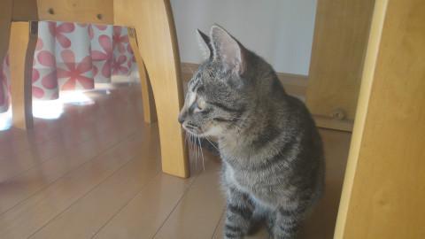 足にまとわりついたら離れない猫ちゃんです