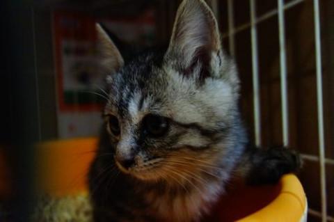 ★生後２か月のちりちり姉妹のちり子です★