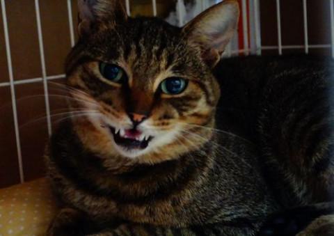 ★一人っ子希望の穏やかトシちゃん★