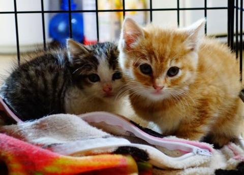 ★生後１か月の兄弟子猫ちゃちゃお４号★