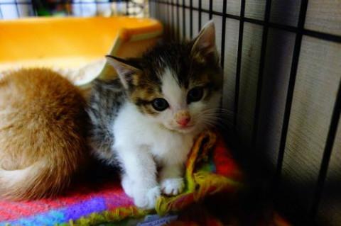 ★生後１か月の兄弟子猫ヨネ蔵★