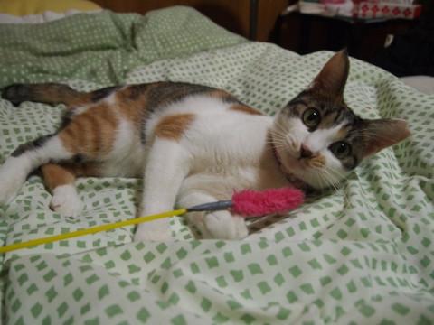 人にベタベタな美人の三毛猫さん♪