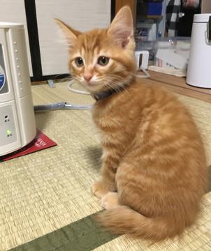 茶トラの男の子