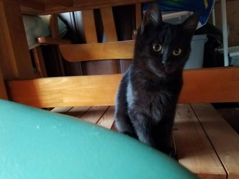 丸顔で可愛い黒猫ちゃん