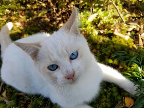 美人な白猫ちゃん