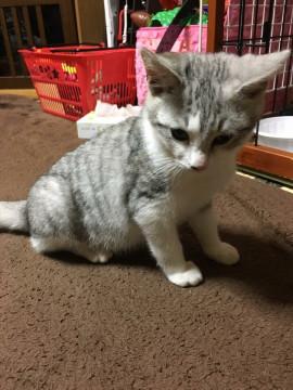 綺麗なサバ白くん