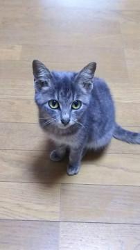 グレーの可愛い女の子